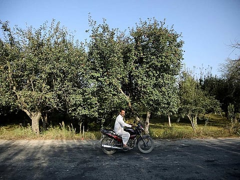 A man rides a bike past an apple orchard, in Sopore, north Kashmir, September 13, 2019.