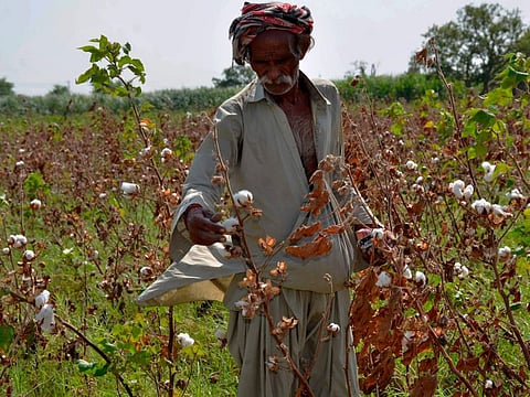 A villager collects remains of dead cotton crops, damaged by floodwaters due to heavy monsoon rains, in Tando Jam near Hyderabad, a district of southern Sindh province, Pakistan, Saturday, Sept. 17, 2022.