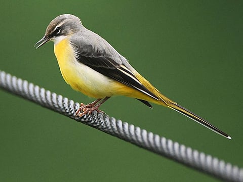 A grey wagtail bird rest on a wire in Pokhara, Nepal.