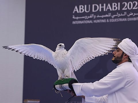 The million-dirham falcon was sold on the sixth day of the falconry auction held annually as part of the exhibition