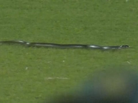 A snake slithered into the Barsapara Stadium during the 2nd T20I