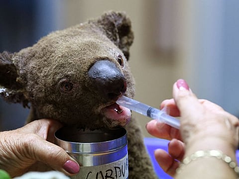 A file photo taken on November 2, 2019 shows a dehydrated and injured koala receiving treatment at the Port Macquarie Koala Hospital after its rescue from a bushfire, in Port Macquarie. Australia's government vowed to stop plant and animal extinctions on October 4, 2022 as it listed 15 new threatened species.