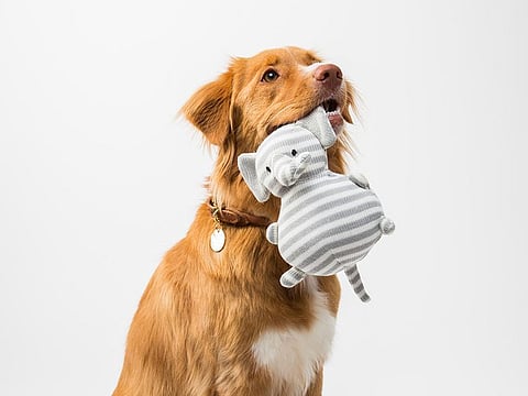 Draft your pet shopping list with us to welcome your fur baby with the best of must-have items.