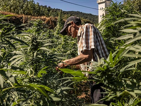 A farmer inspects plants in a cannabis field in the village of Azila in Morocco's Ketama region at the foot of the marginalised and underdeveloped mountainous region of Rif on September 16, 2022.