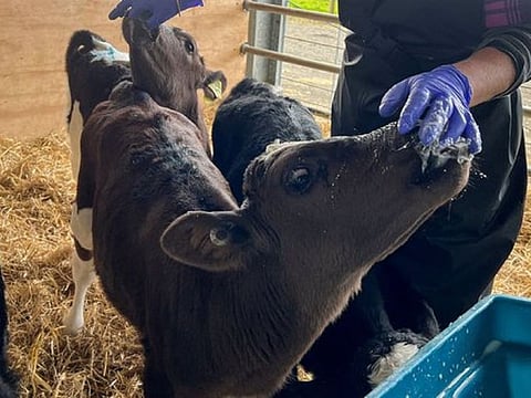 Calves are fed a probiotic supplement called "Kowbucha," which has been shown to reduce the methane that they produce, as part of a trial at a Massey University's research farm in Palmerston North, New Zealand, September 7, 2022.