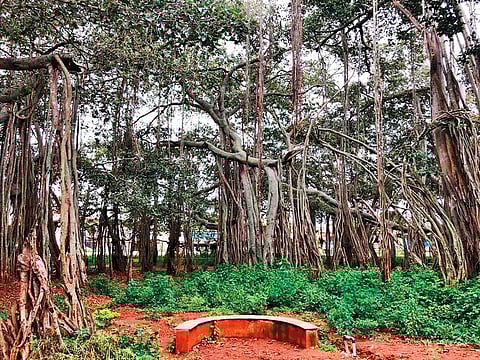 Located on the outskirts of Bengaluru, the Big Banyan Tree has been developed into a park.