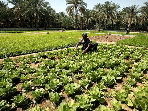 Picking out potential AgTech winners has been part of ADIO's remit, and those hunches are paying off.