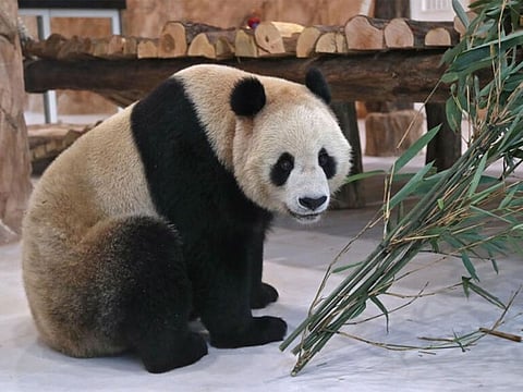 The Chinese government sent the animals as gift to mark the World Cup that starts November 20.