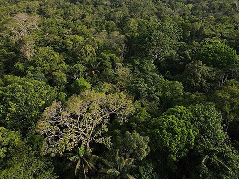 An aerial view shows trees at the Amazon rainforest in Manaus, Amazonas State, Brazil October 24, 2022.