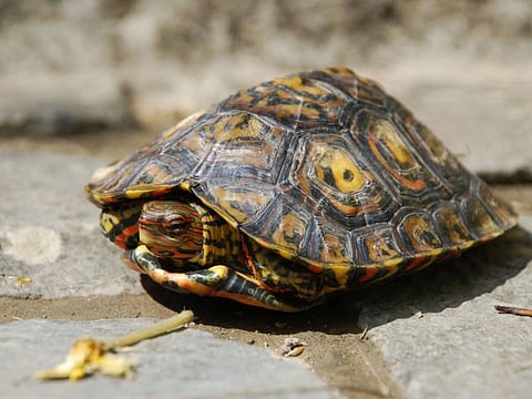 This handout picture taken on July 28, 2021 and obtained by AFP on October 25, 2022 shows an ornate or painted wood turtle, one of the species previously thought to be mute that was recorded making vocal sounds in a new study.