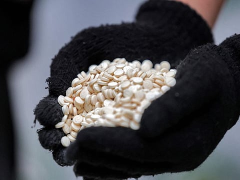 Customs officers found the narcotics concealed within the animals’ wool, the authority said in a statement