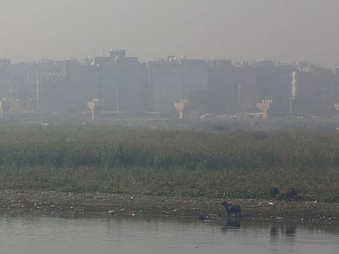 Buffalos near a pond as thick smog covers the area, in New Delhi on Sunday.