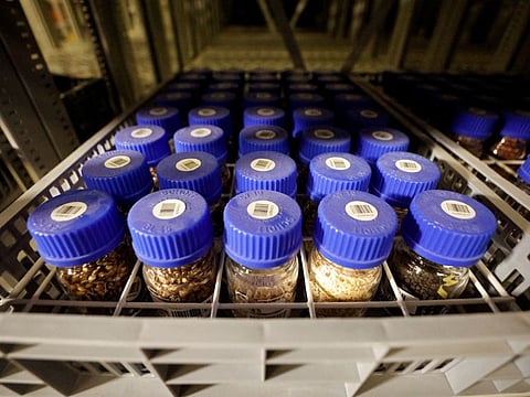 Seeds are stored at the Israel Plant Gene Bank at the Volcani Institute in Rishon LeZion.