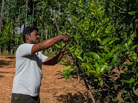 Ajantha Reddy, a natural farmer trims his sweet lime plants at Kadiramapalli village in Anantapur district in the southern Indian state of Andhra Pradesh, India.