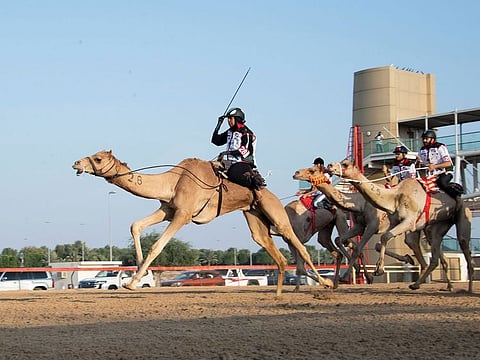Beside a separate race for UAE nationals, 22 expats from 15 countries participated in the annual Camel Trek Marathon