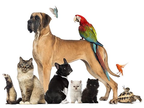 Pets are a big business opportunity, and that explains Aliph Capital's move to acquire The Pet Shop in its entirety.