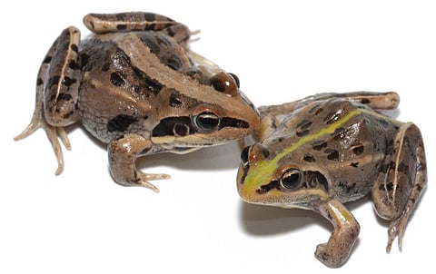 NYU Abu Dhabi researchers uncover groundbreaking findings on frog colour patterns