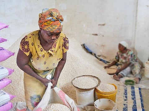 Mill operator Mama Anna cleans and sorts flour before milling. The photo was taken at Chapa SS flourmills, Bunju, Dar es Salaam, Tanzania.