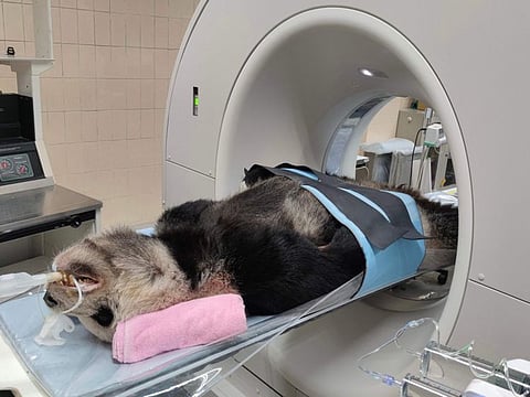 This undated handout picture released by the Taipei Zoo on November 19, 2022 shows giant panda Tuan Tuan, who was gifted to Taiwan by China in 2008, undergoing an MRI scan at the zoo in Taipei.