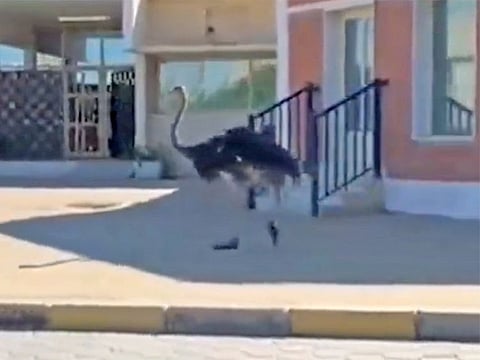The ostrich outside a school in Kuwait.
