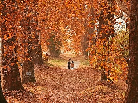 Magical Kashmir: Kashmir has been witnessing unending tourist footfall this year from across the country as peace and normality has overtaken the turmoil of decades. Under the blazing leaves of Chinar trees in Mughal-era built gardens of Nishat and Shalimar, dozens of couples from different states have arrived for pre-wedding shoots.