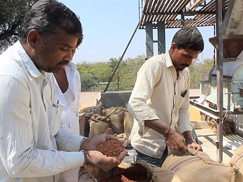 Mill owner Sharana Basappa Pujari examines the quality of the red gram. He says, red gram are of three qualities.