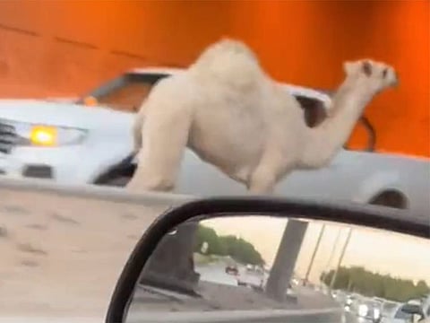 The camel running against the traffic in Riyadh.
