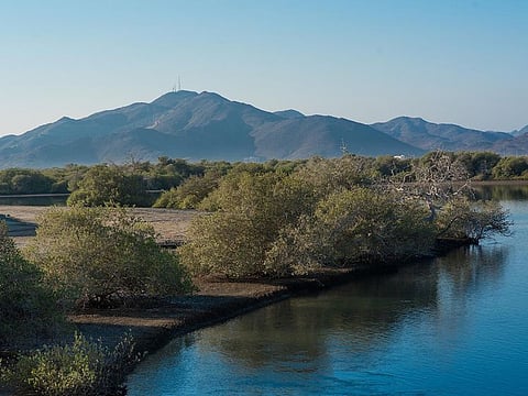 UAE: While paddling through the 300-year-old Kalba mangroves, you will be able to spot rare animals like the white-collared kingfisher or the hawksbill turtle. Picture used for illustrative purposes.