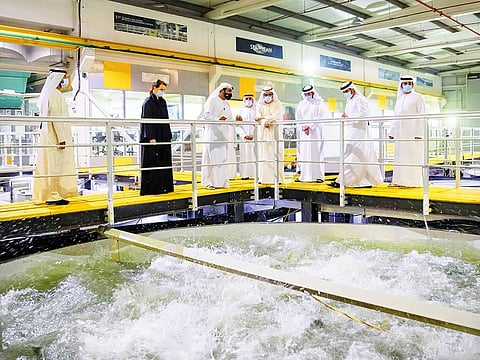 In this archive image, His Highness Shaikh Mohammad Bin Rashid Al Maktoum, Vice-President and Prime Minister of the UAE and Ruler of Dubai, tours the Jebel Ali Fish Farm in Dubai. Initiatives to raise local food production as part of the National Food Security Strategy 2051 have won the UAE accolades while also prompting Emirati youth to look at innovative avenues to help the nation achieve its food sustainability goals