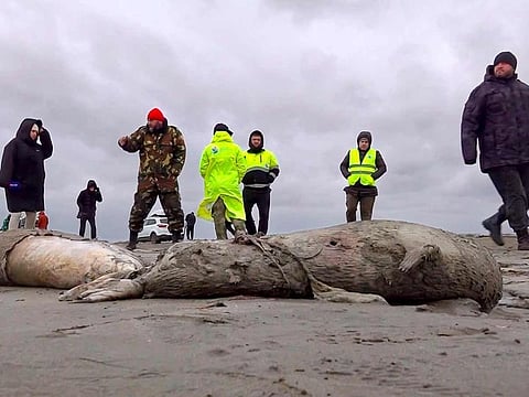 Journalists and Interdistrict Environmental Prosecutor's Office employees walk near the bodies of dead seals on shore of the Caspian Sea, Dagestan.