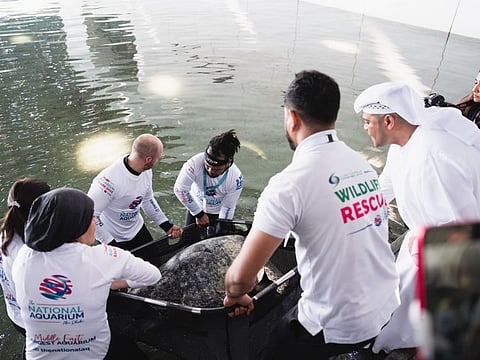 The agreement to create a pre-release turtle rehabilitation area at Louvre Abu Dhabi was signed by Saeed Al Fazari, strategic affairs executive director at DCT Abu Dhabi, and Ahmed Baharoon, executive director for environmental information science and outreach management at the EAD