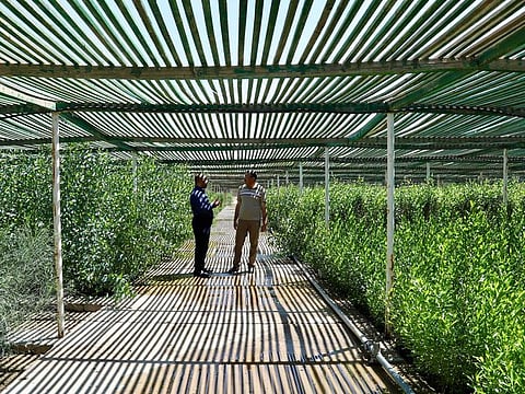 Sarmad Kamil Ali (R), deputy chief agricultural engineer of Iraq’s State Board of Combating Desertification, stands in the nursery of antidesertification forest in southeast Baghdad, Iraq (Xinhua/Khalil Dawood)