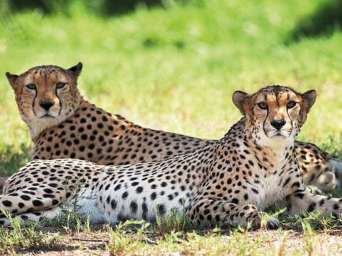 Cheetah's at Dubai Safari. Visitors can now enjoy the night safari for a limited period of time.