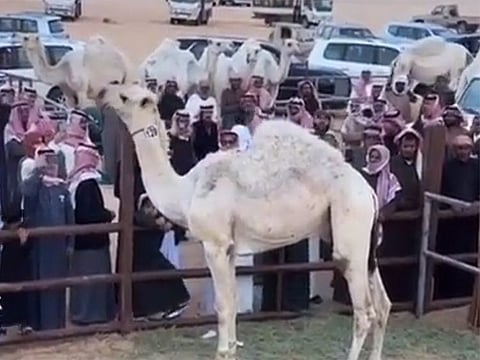 Camels at the auction area in Saudi Arabia.