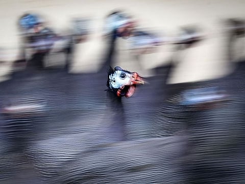 Between September 2 and December 10, 2022, around 400 outbreaks were recorded on farms in 18 European countries