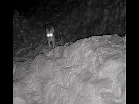 Watch: Rare animal species spotted in Abu Dhabi emirate