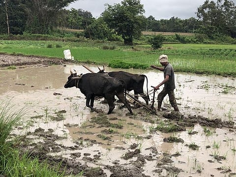Farmers still grow more than 7,000 varieties of rice in India.
