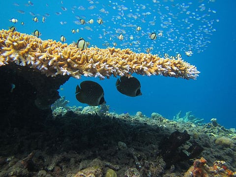 A butterflyfish fish swimming on a reef, off the coast of Christmas Island, an Australian external territory.
