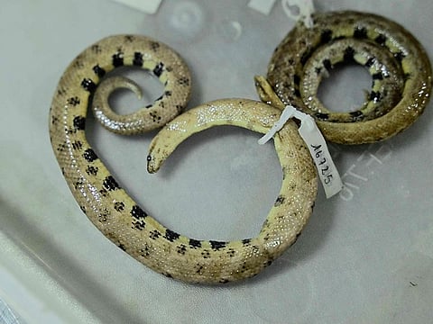 A specimen of a new species of dwarf boa, "Tropidophis cacuangoae," is seen at a laboratory of the National Institute of Biodiversity INABIO in Quito.