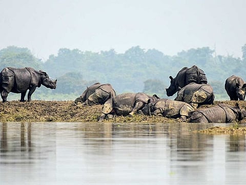 One-horned rhinos rest on a highland in the flood affected area of Kaziranga National Park in Nagaon district, in the northeastern state of Assam, India, July 18, 2019.