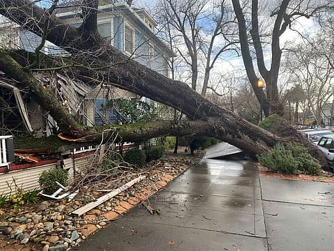 A tree collapsed and ripped up the sidewalk damaging a home in Sacramento, Calif., Sunday, Jan. 8, 2023. The weather service's Sacramento office said the region should brace for an even more powerful storm system to move in late Sunday and early Monday.