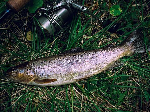 Eating just one freshwater fish equalled drinking water with PFOS at 48 parts per trillion for a month, the researchers calculated.