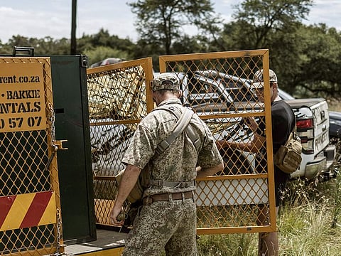 File photo: Members of a private anti-poaching unit company prepares a cage in Walkerville, on Tuesday as the search for a missing tiger who escaped from her private enclosure intensifies.