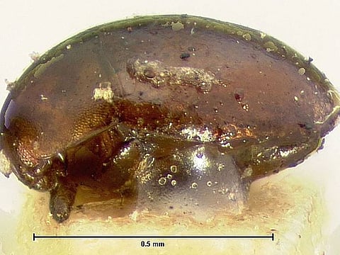 A sample of a native species of orthoperus beetle.