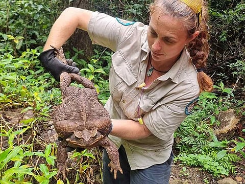 Cane toad dubbed "Toadzilla" and believed by Australian park rangers to be the world's biggest toad is held by Queensland Department of Environment and Science Ranger Kylee Gray, in Conway National Park, Queensland, Australia January 12, 2023.