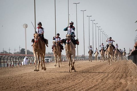 A total of 24 camel riders from 18 countries took part in the race held annually in conjunction with the Arabian Camel Festival in Dubai