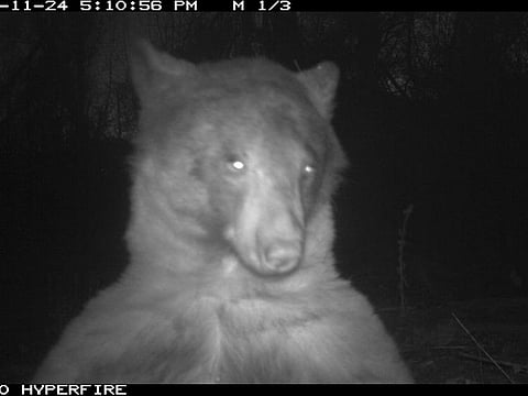 A bear in Boulder discovered a wildlife ranger's camera trap.