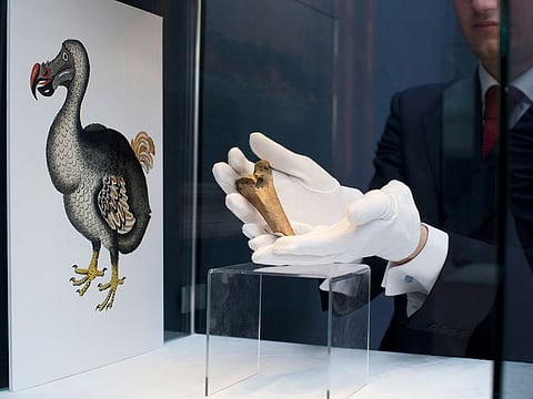 File photo: A rare fragment of a dodo femur bone is displayed for photographs next to an image of a member of the extinct bird species at Christie's auction house's premises in London.