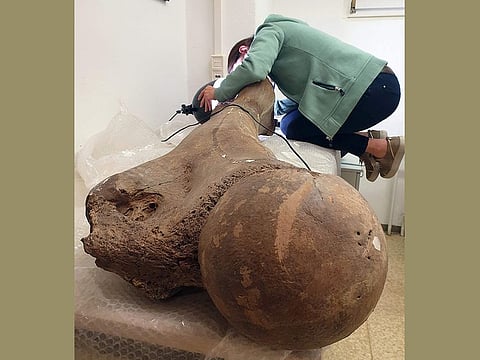 In this undated image released by the Monrepos archaeological research centre and a museum of human behavioural evolution in Neuwied, Germany, Dr. Sabine Gaudzinski-Windheuser examines the femur of a large adult male elephant for the presence of cut marks.