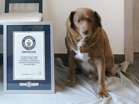 Bobi, a Rafeiro do Alentejo, was born on his family's farm in Conqueiros, Portugal, on May 11, 1992. Guinness World Records says he's not only the oldest dog but also the oldest to have ever lived.